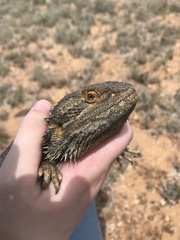 Pogona vitticeps