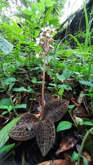 Anoectochilus brevilabris