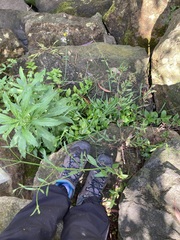 Verbena brasiliensis