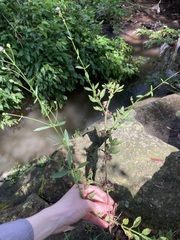 Verbena brasiliensis
