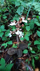 Anoectochilus brevilabris