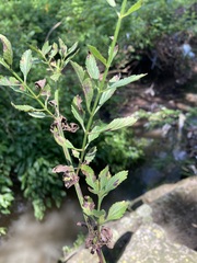 Verbena brasiliensis