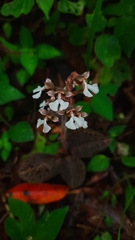 Anoectochilus brevilabris