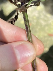 Verbena brasiliensis