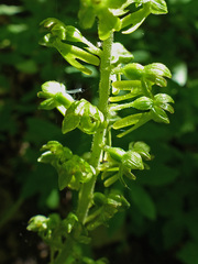 Neottia ovata