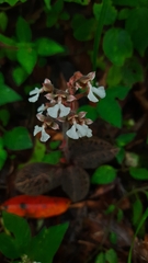 Anoectochilus brevilabris