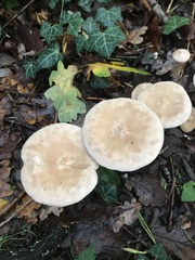 Infundibulicybe geotropa