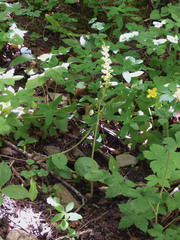 Neottia ovata