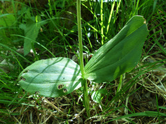 Neottia ovata