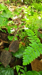 Anoectochilus brevilabris