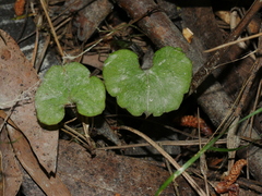 Corybas hypogaeus