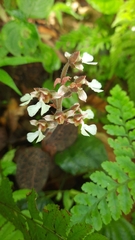 Anoectochilus brevilabris