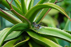 Zosterops borbonicus