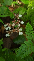 Anoectochilus brevilabris