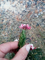 Adenandra acuta