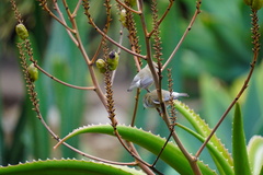 Zosterops borbonicus