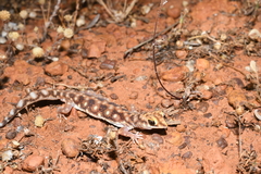 Rhynchoedura ornata