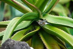 Zosterops borbonicus