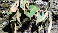 Pyrrosia polydactylos