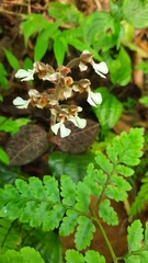 Anoectochilus brevilabris