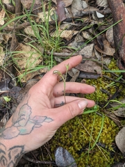 Pterostylis squamata