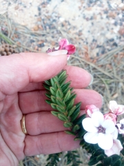 Adenandra acuta