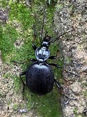 Cychrus attenuatus