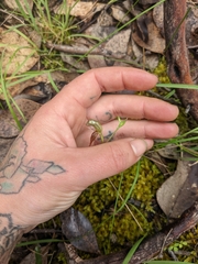 Pterostylis squamata