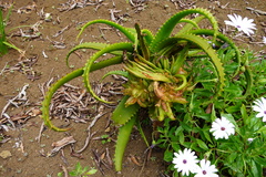 Aloe macra