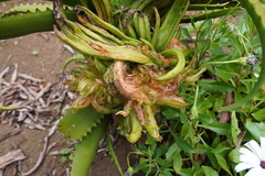 Aloe macra