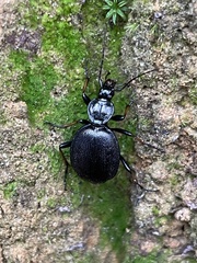 Cychrus attenuatus