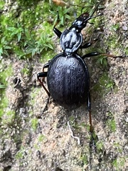 Cychrus attenuatus