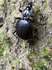 Cychrus attenuatus