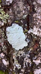 Varicellaria hemisphaerica