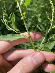 Rumex conglomeratus