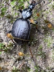 Cychrus attenuatus