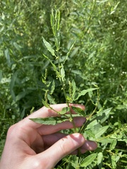 Rumex conglomeratus