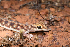 Rhynchoedura ornata