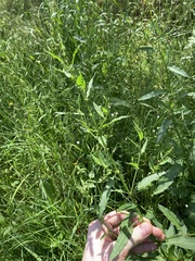 Rumex conglomeratus
