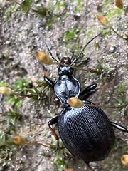 Cychrus attenuatus