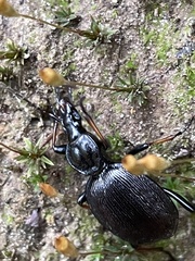Cychrus attenuatus
