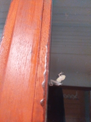 Eleutherodactylus johnstonei