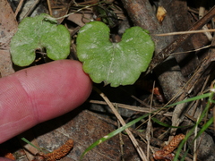 Corybas hypogaeus