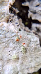 Varicellaria hemisphaerica