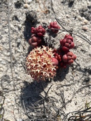Crassula columnaris