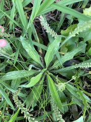 Plantago myosuros