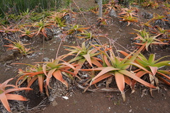 Aloe macra
