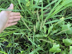 Plantago myosuros