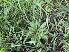 Plantago myosuros