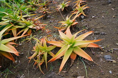 Aloe macra